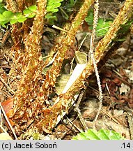 Dryopteris filix-mas (nerecznica samcza)