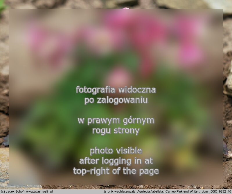 Aquilegia flabellata (orlik wachlarzowaty)