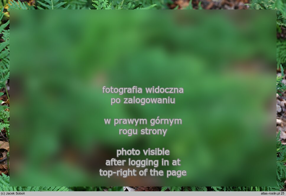 Polypodium vulgare Cornubiense