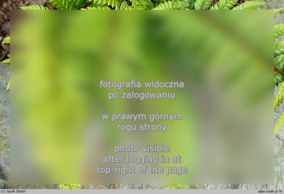 Polystichum squarrosum (paprotnik łuskowaty)