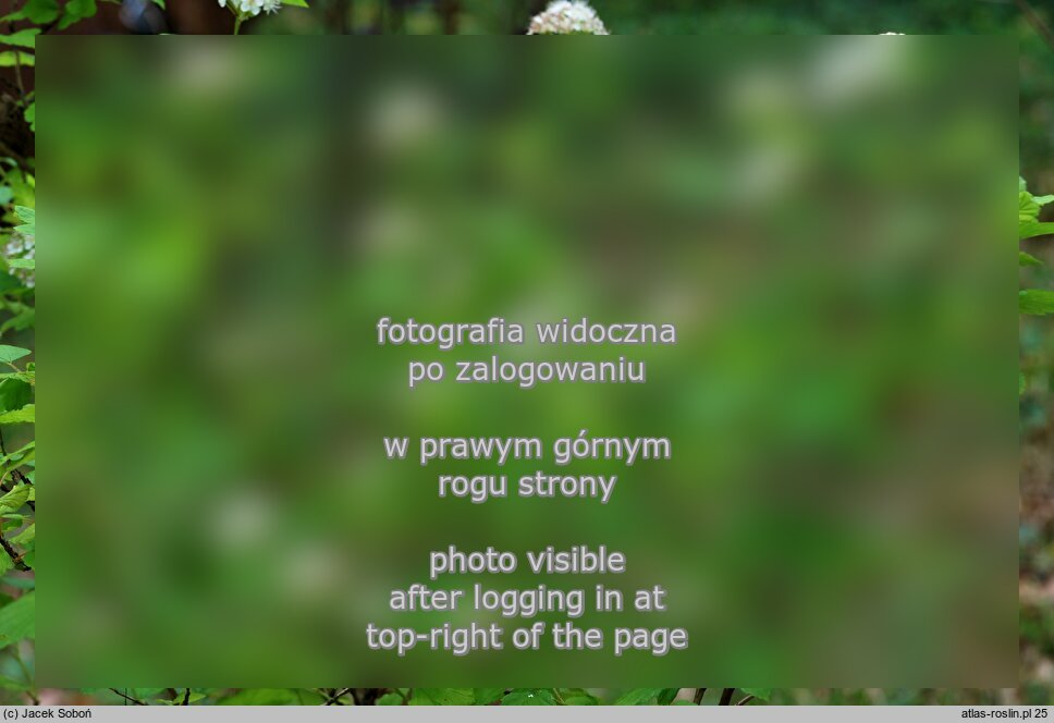 Physocarpus opulifolius Luteus