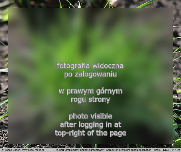 Agropyron cristatum ssp. pectinatum (perzyk grzebieniasty zgrzebÅ‚owaty)