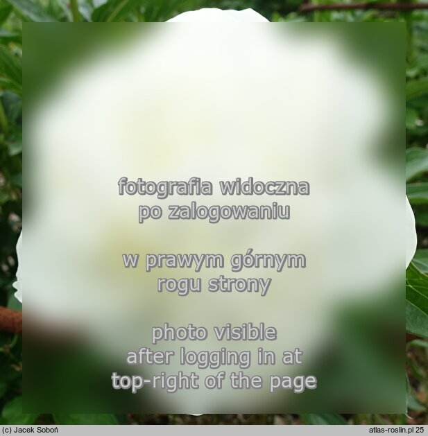 Paeonia lactiflora ‘Lillian Wild’