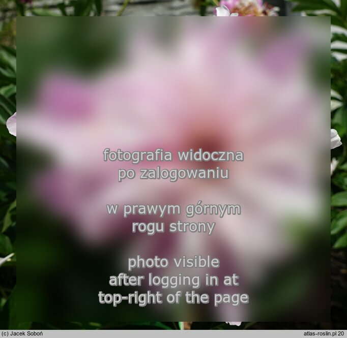 Paeonia lactiflora ‘Modeste Guerin’