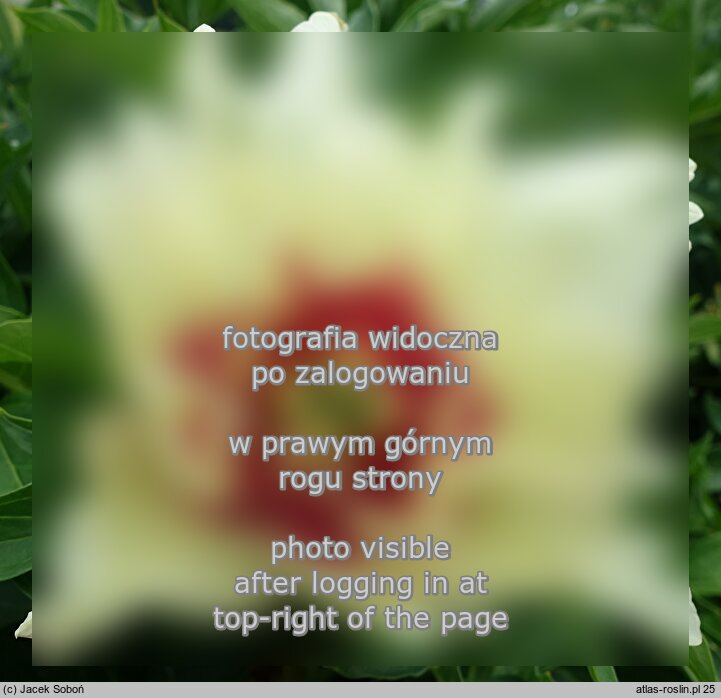 Paeonia lactiflora ‘Callie's Memory’