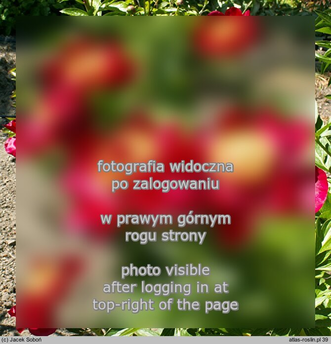 Paeonia lactiflora ‘Chervoni Vitryla’