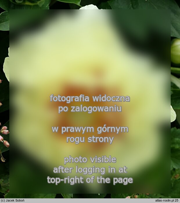 Paeonia lactiflora ‘Prairie Charm’