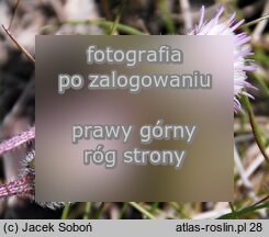 Erigeron acris ssp. serotinus (przymiotno ostre późne)