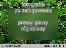 Robinia pseudoacacia ‘Fastigiata’