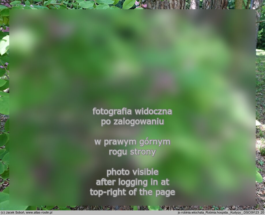 Robinia hispida (robinia szczeciniasta)