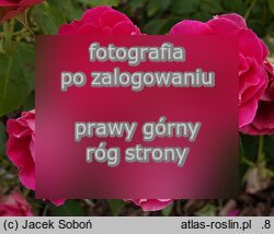 Rosa (hort.) Czesław Miłosz