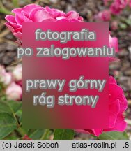 Rosa (hort.) Czesław Miłosz