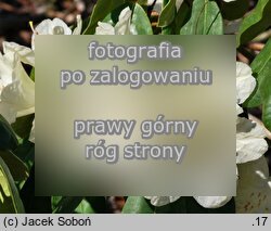 Rhododendron wardii ‘Ehrengold’ (różanecznik Warda 'Ehrengold')