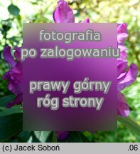 Rhododendron ‘Bolesław Chrobry’