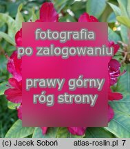 Rhododendron ‘Władysław Jagiełło’