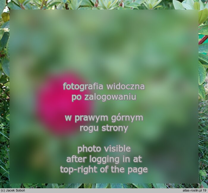Rhododendron ‘Władysław Jagiełło’