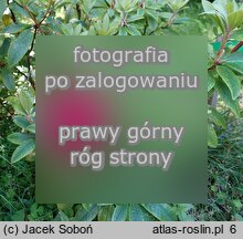 Rhododendron Władysław Jagiełło