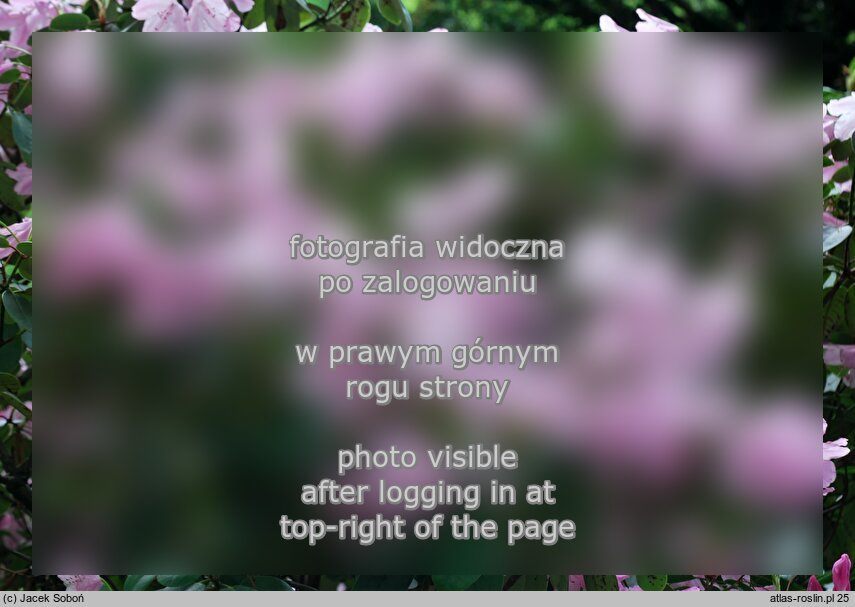 Rhododendron â€˜Moerheim's Pinkâ€™
