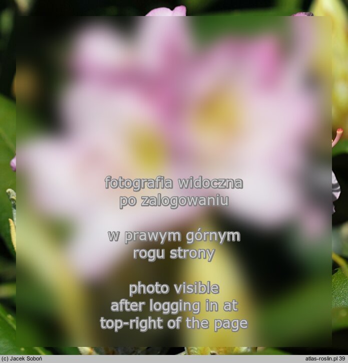 Rhododendron â€˜Saint Michelâ€™