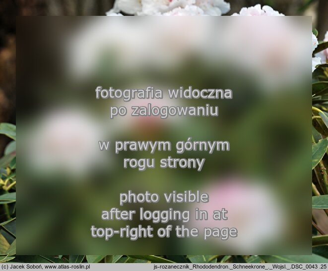 Rhododendron â€˜Schneekroneâ€™