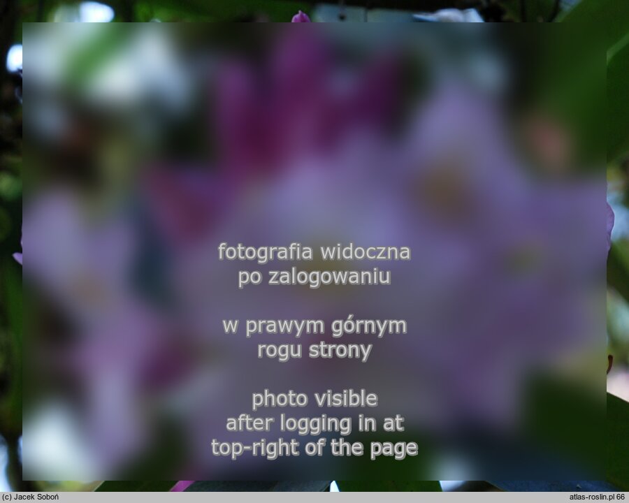 Rhododendron ‘Album Novum’