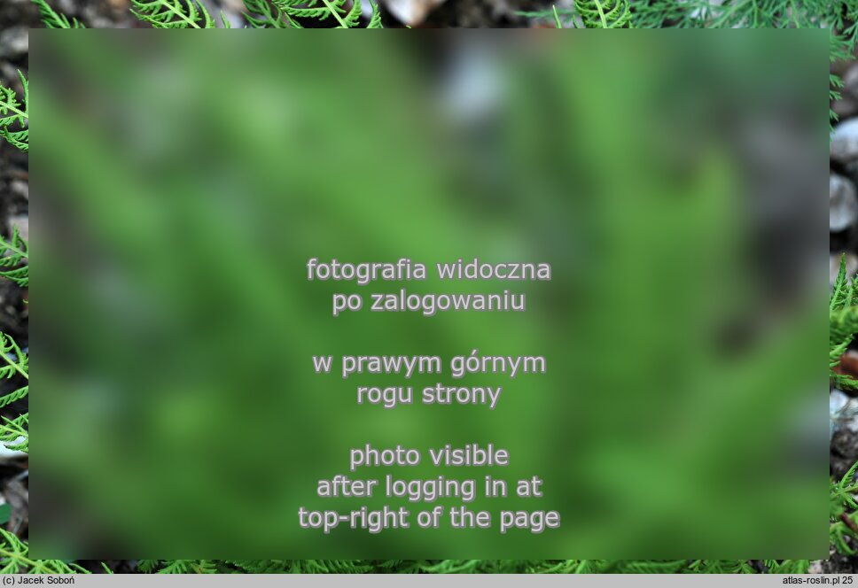Woodsia caucasica (rozrzutka krucha)