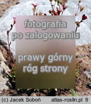 Saxifraga ×arendsii Blütenteppich