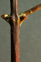 Symphoricarpos albus