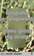 Salicornia fruticosa