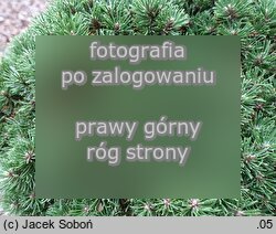 Pinus uncinata ‘Jezek’