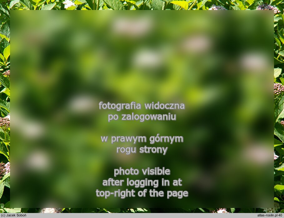 Spiraea betulifolia (tawuÅ‚a brzozolistna)
