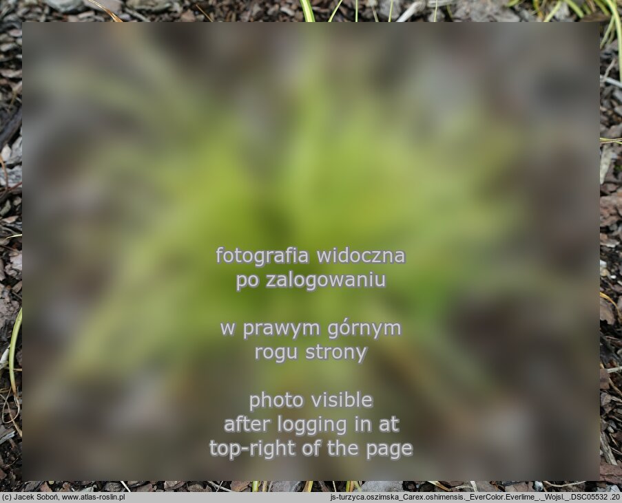 Carex oshimensis EverColor Everlime