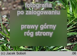 Carex strigosa (turzyca zgrzebÅ‚owata)