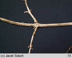 Lonicera xylosteum (wiciokrzew pospolity)