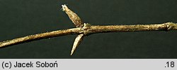 Lonicera xylosteum (wiciokrzew pospolity)