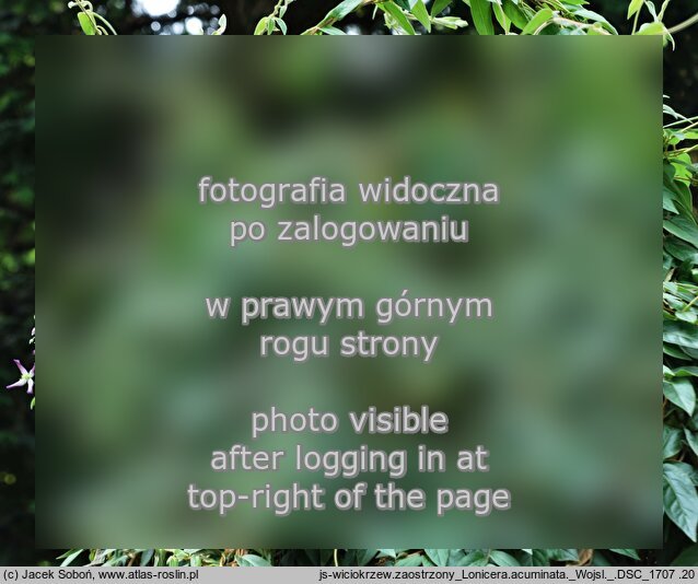 Lonicera acuminata (wiciokrzew zaostrzony)