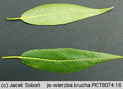 Salix fragilis (wierzba krucha)
