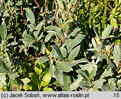 Salix lapponum (wierzba lapońska)