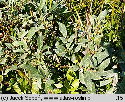 Salix lapponum (wierzba lapońska)