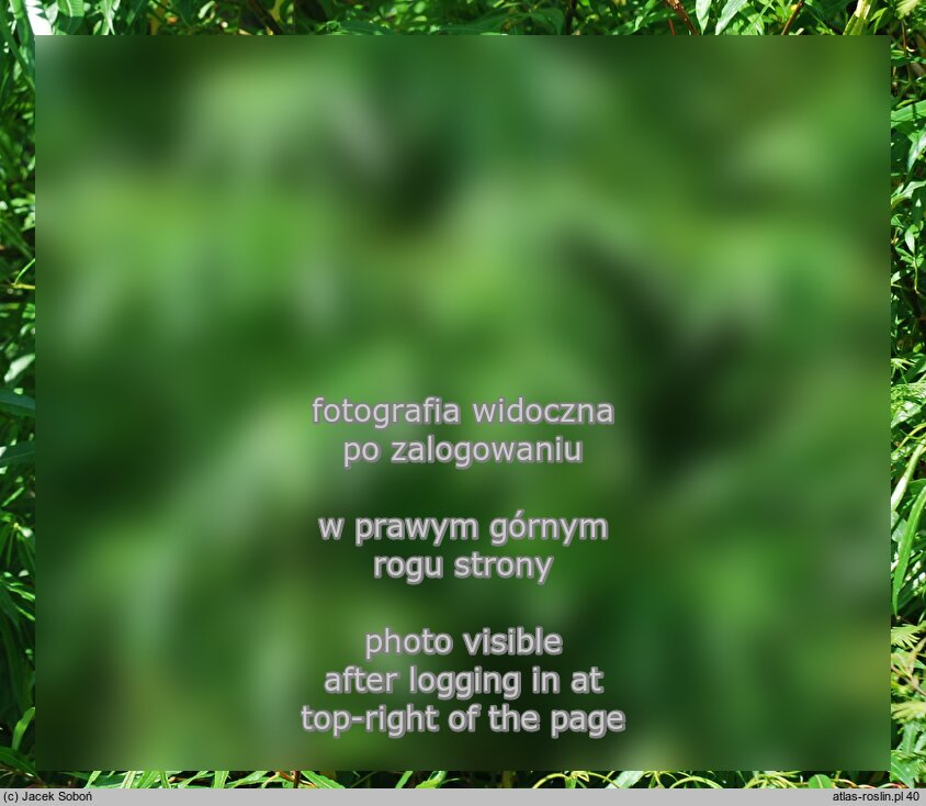 Salix udensis (wierzba sachalińska)