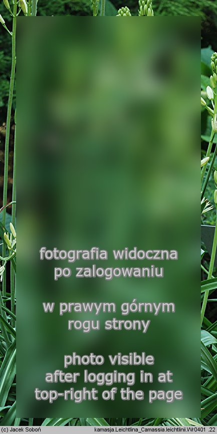 Camassia leichtlinii (kamasja Leichtlina)