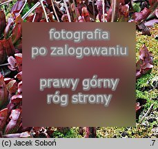 Sarracenia purpurea (kapturnica purpurowa)