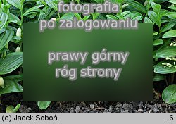 Polygonatum humile (kokoryczka niska)
