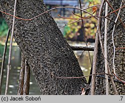 Phellodendron amurense (korkowiec amurski)