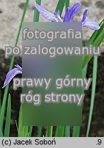 Iris lactea (kosaciec mlecznobiały)