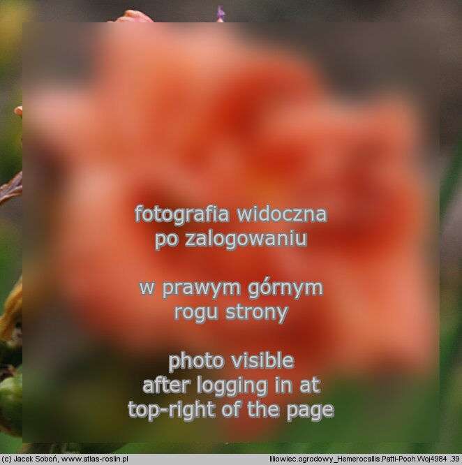 Hemerocallis ×hybrida Patti-Pooh