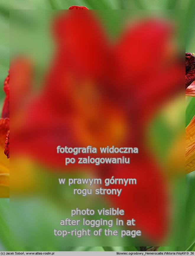 Hemerocallis ×hybrida Wiktoria