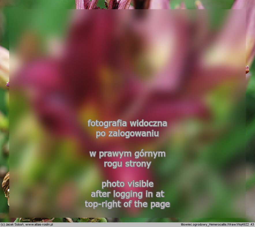 Hemerocallis ×hybrida Wraw