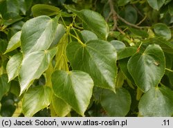 Tilia cv. Euchlora
