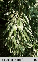 Elaeagnus angustifolia (oliwnik wąskolistny)